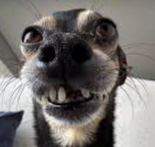 dog